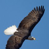 11SB7568 American Bald Eagle